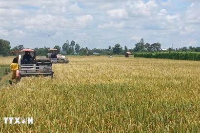 Союз фермеров Камау предложил еще больше усилить роль фермеров в индустриализации и модернизации сельского хозяйства и сельских районов, чтобы достичь национальных целей на 2025–2030 годы с перспективой до 2045 года. (Иллюстративное фото: ВИA)